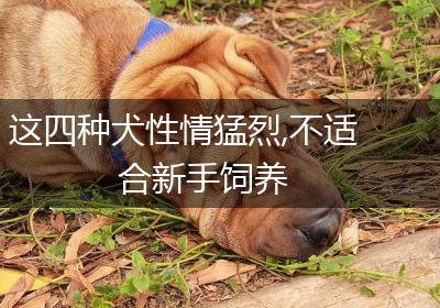 这四种犬性情猛烈,不适合新手饲养