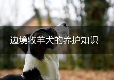 边境牧羊犬的养护知识