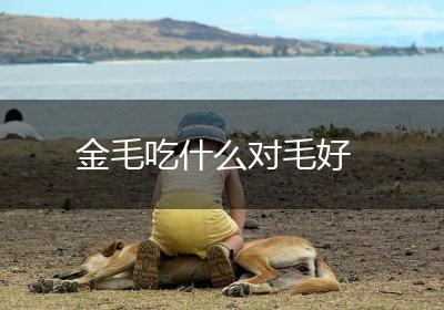 金毛吃什么对毛好