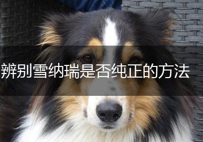 辨别雪纳瑞是否纯正的方法