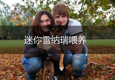 迷你雪纳瑞喂养