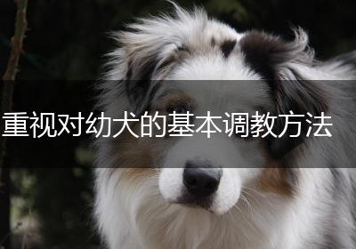 重视对幼犬的基本调教方法