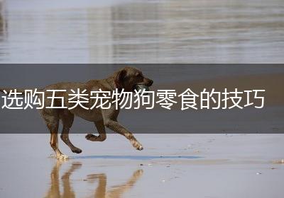 选购五类宠物狗零食的技巧