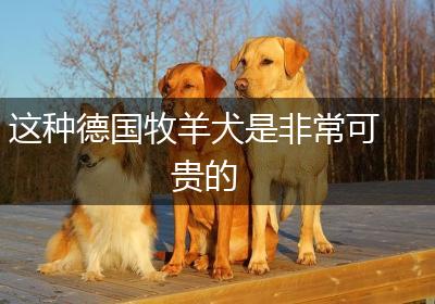 这种德国牧羊犬是非常可贵的