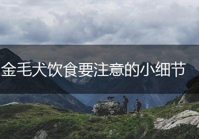 金毛犬饮食要注意的小细节