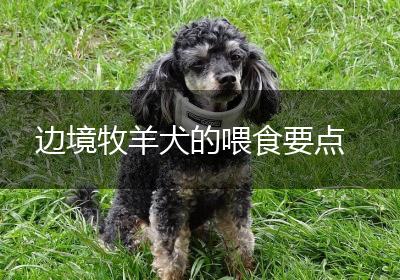 边境牧羊犬的喂食要点