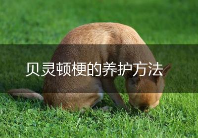 贝灵顿梗的养护方法