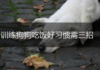 训练狗狗吃饭好习惯需三招