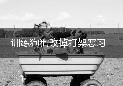 训练狗狗改掉打架恶习