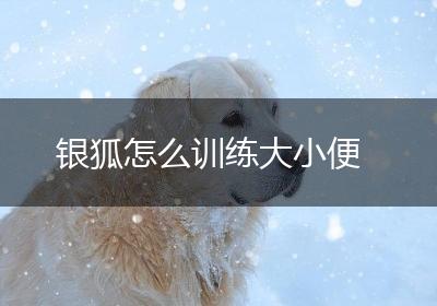 银狐怎么训练大小便