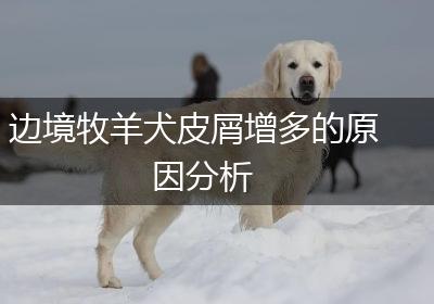 边境牧羊犬皮屑增多的原因分析