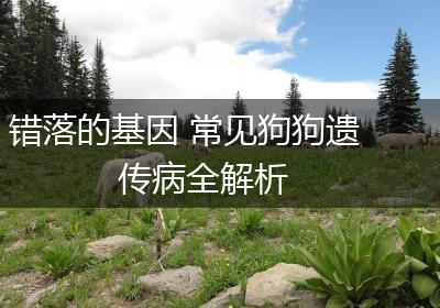 错落的基因 常见狗狗遗传病全解析