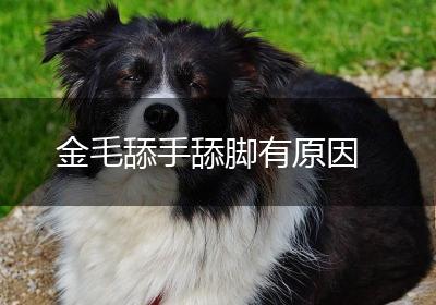 金毛舔手舔脚有原因