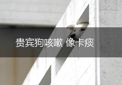 贵宾狗咳嗽 像卡痰