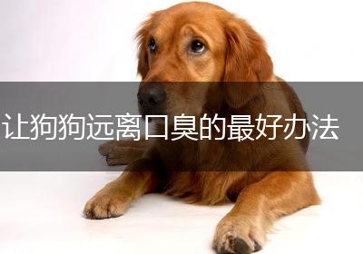 让狗狗远离口臭的最好办法