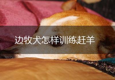 边牧犬怎样训练赶羊