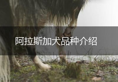 阿拉斯加犬品种介绍