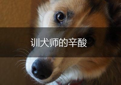 训犬师的辛酸