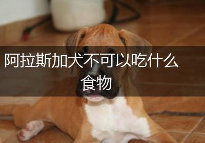阿拉斯加犬不可以吃什么食物