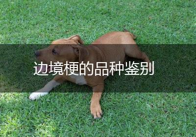 边境梗的品种鉴别