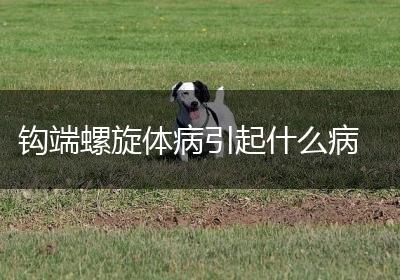 钩端螺旋体病引起什么病