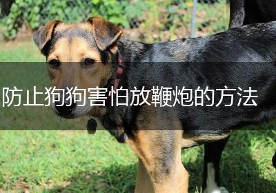 防止狗狗害怕放鞭炮的方法