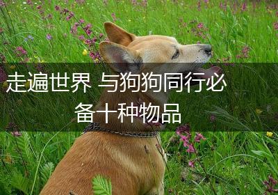 走遍世界 与狗狗同行必备十种物品