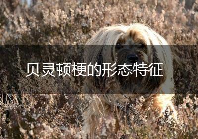 贝灵顿梗的形态特征