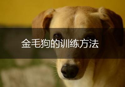 金毛狗的训练方法