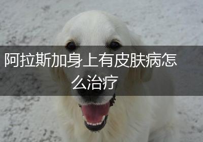 阿拉斯加身上有皮肤病怎么治疗