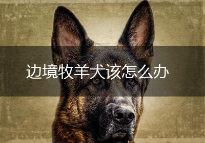 边境牧羊犬该怎么办