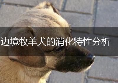 边境牧羊犬的消化特性分析