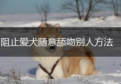 阻止爱犬随意舔吻别人方法