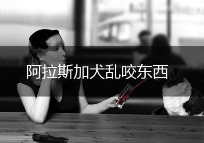 阿拉斯加犬乱咬东西