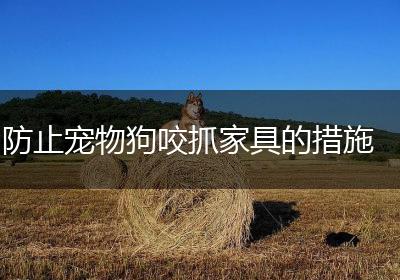 防止宠物狗咬抓家具的措施