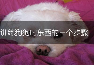 训练狗狗叼东西的三个步骤