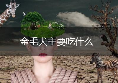 金毛犬主要吃什么
