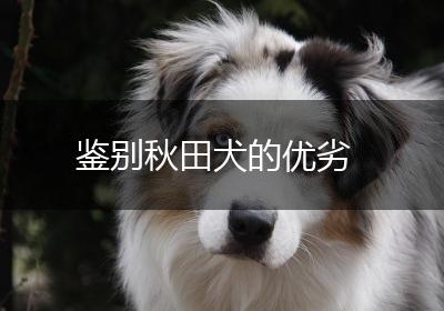 鉴别秋田犬的优劣