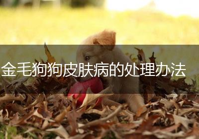 金毛狗狗皮肤病的处理办法