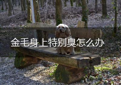 金毛身上特别臭怎么办