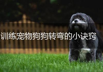 训练宠物狗狗转弯的小诀窍