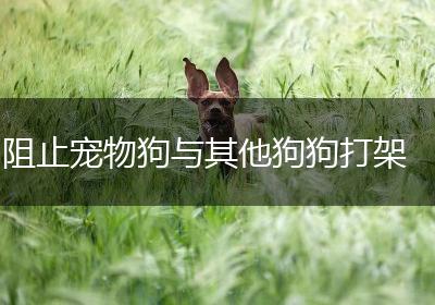 阻止宠物狗与其他狗狗打架