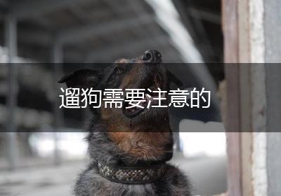 遛狗需要注意的