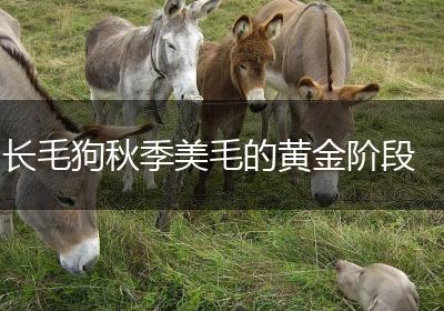 长毛狗秋季美毛的黄金阶段
