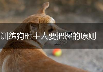 训练狗时主人要把握的原则