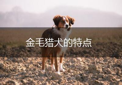 金毛猎犬的特点