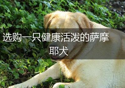 选购一只健康活泼的萨摩耶犬