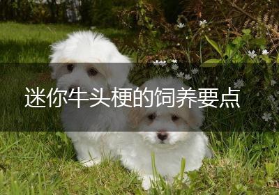 迷你牛头梗的饲养要点