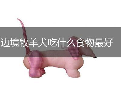 边境牧羊犬吃什么食物最好