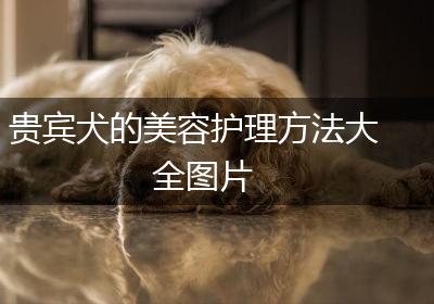 贵宾犬的美容护理方法大全图片